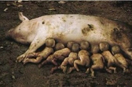 震惊全球!云南一母猪竟产下8名男婴