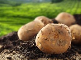 土豆能减肥你了解吗?？